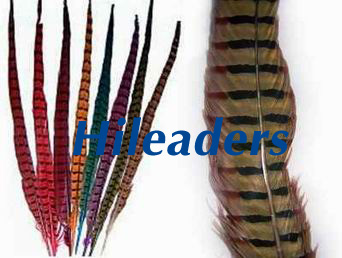 Pheasant feather