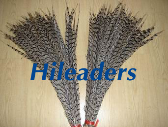 Lady center  Pheasant feather