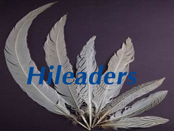 Decorative sliver pheasant feather