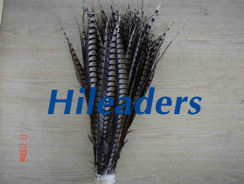 Reeves  pheasant feather