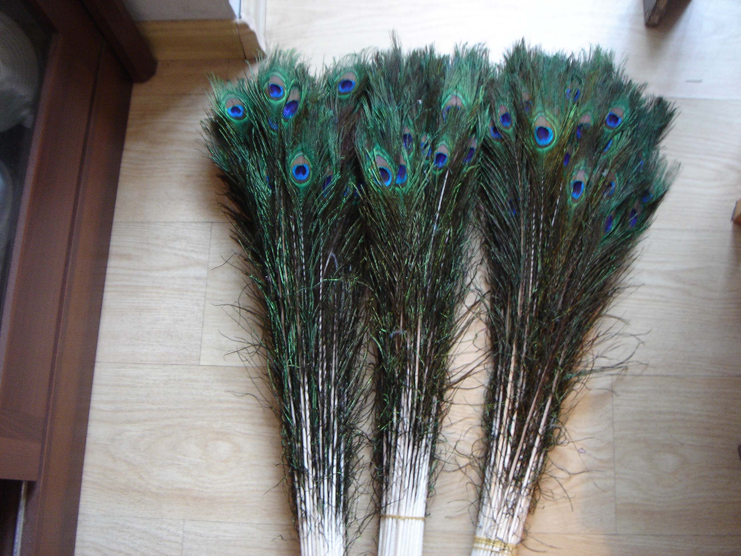 Peacock feather