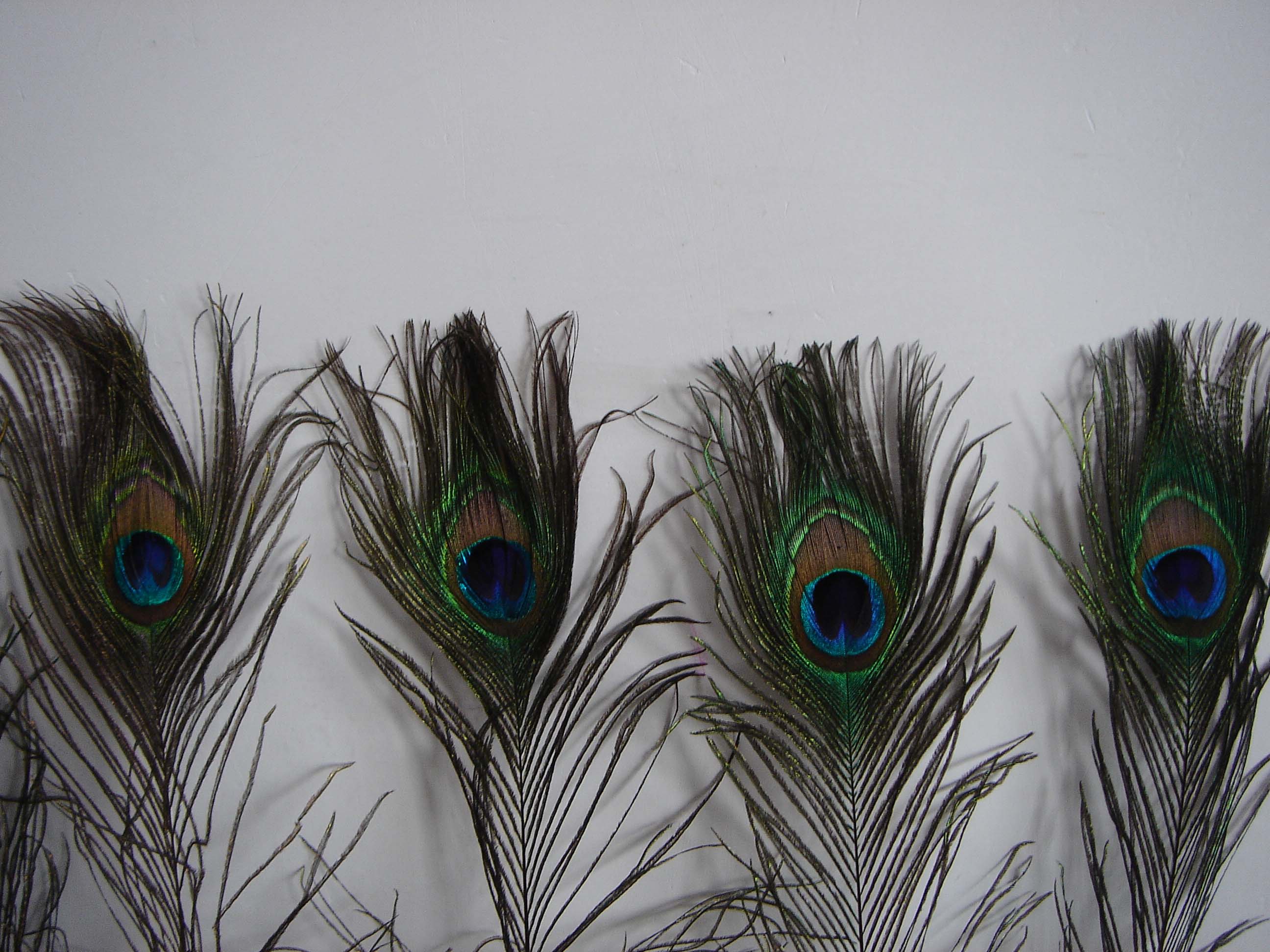 Decorative Peacock feather