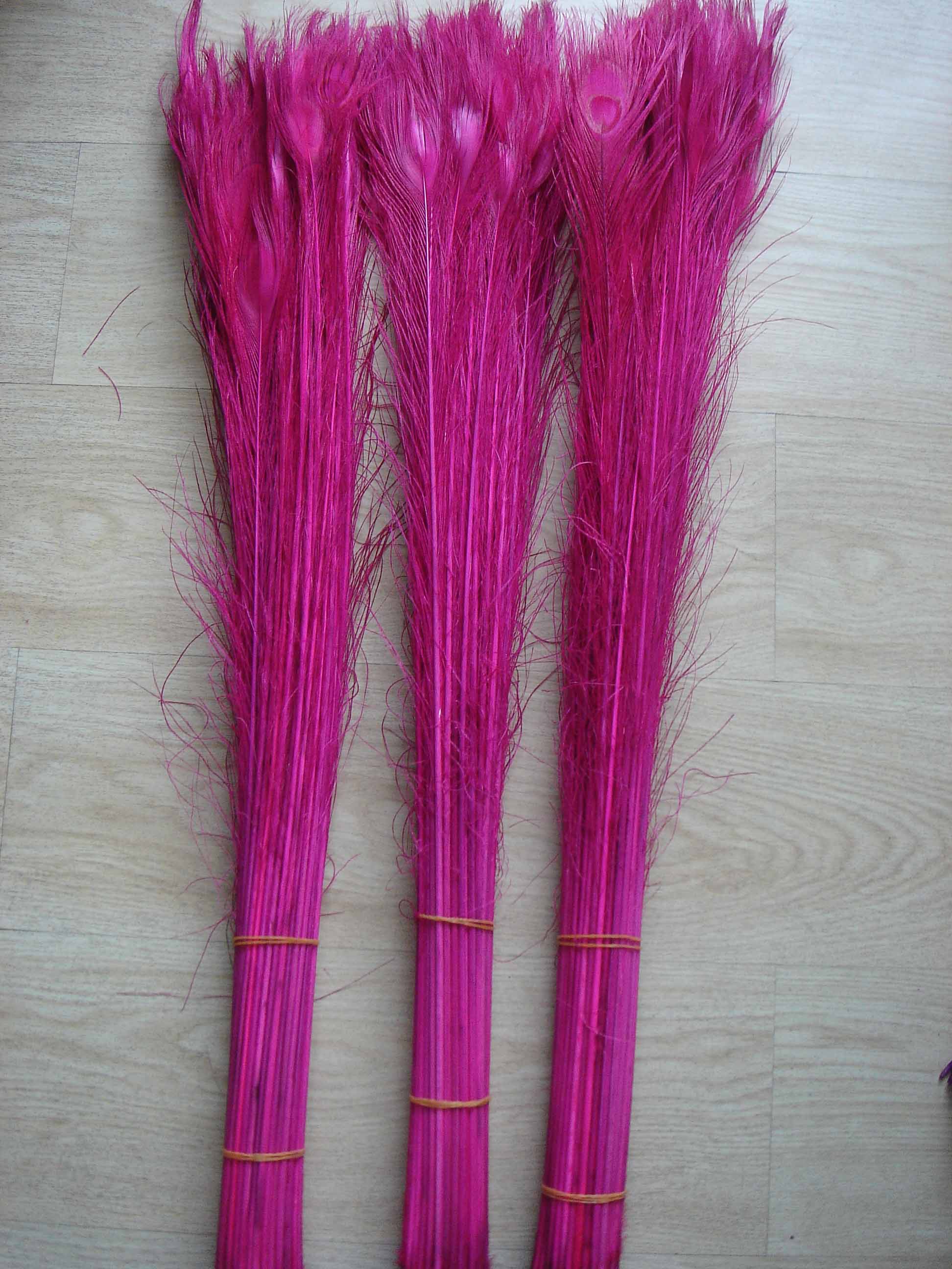 90-100cm dyed  Peacock feather