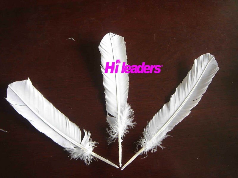 Decorative natural color  Turkey feather